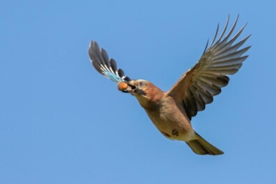 De kenmerken van de gaai (video)