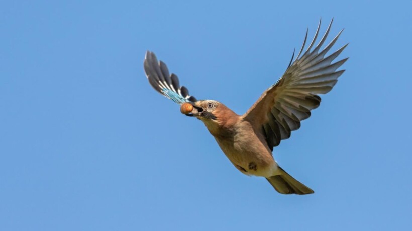 De kenmerken van de gaai (video)