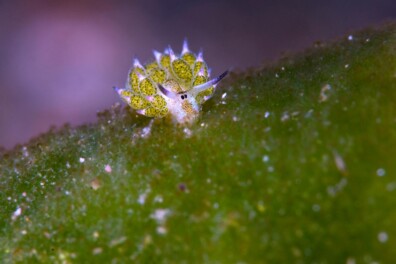 Het bladschaap (video)