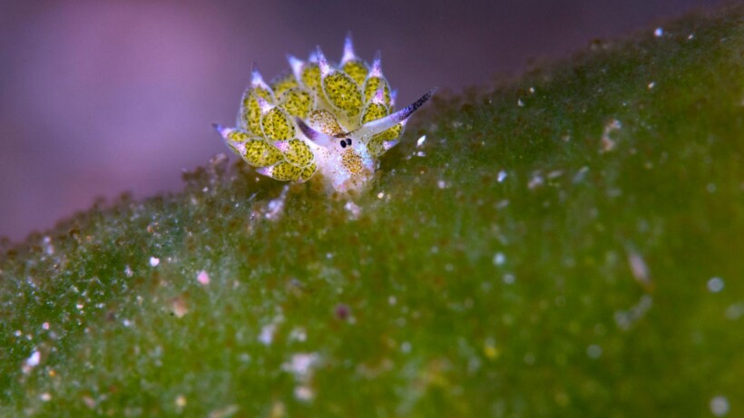 Het bladschaap (video)