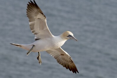 Roots-reis naar Helgoland vogeleiland