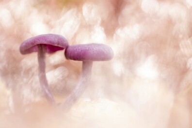 Amethistzwam is paddenstoel van het jaar 2024