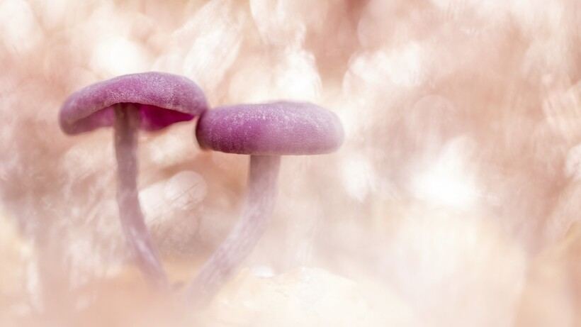 Amethistzwam is paddenstoel van het jaar 2024