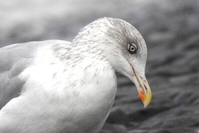 Trappelende zilvermeeuw (video)