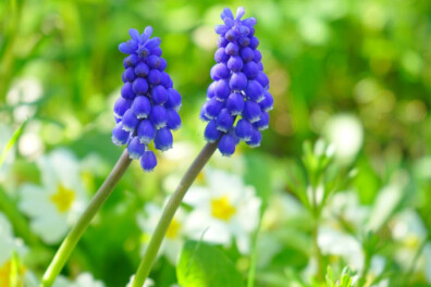 Blauwe druifjes: in de tuin óf binnen in huis