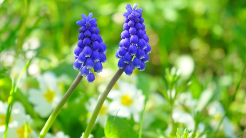 Blauwe druifjes: in de tuin óf binnen in huis