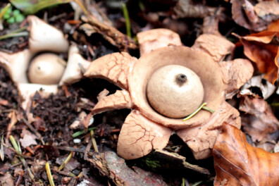 De aardster: 2 hotspots