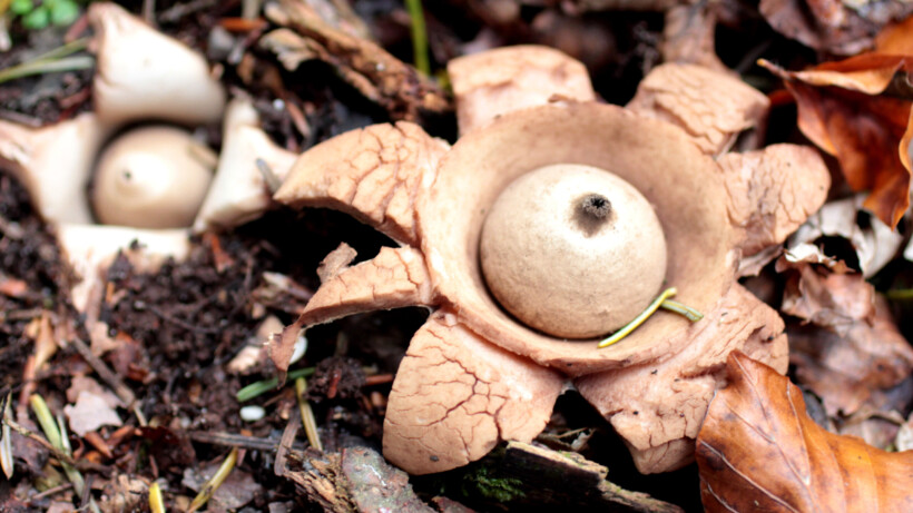 De aardster: 2 hotspots