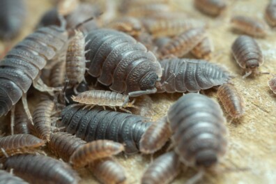 Pissebeddenexpert Matty Berg over de pissebed (+ 5 weetjes)