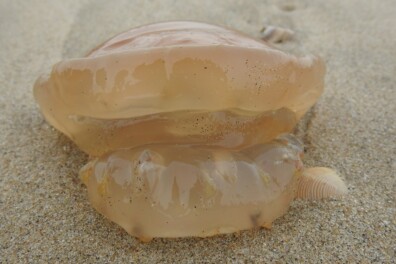 Zeepaddenstoel floreert in het najaar