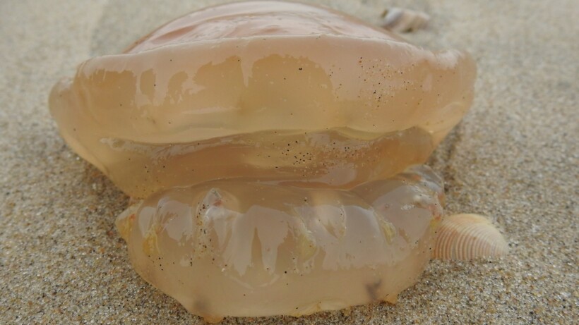 Zeepaddenstoel floreert in het najaar