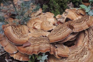 Reuzendoder in het bos