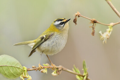 Klein maar fijn: vuurgoudhaan