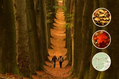 Wandelroute Dieren: betoverende bergbossen op de Veluwe