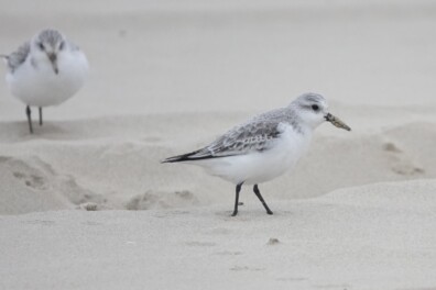 Rennende bolletjes op het strand