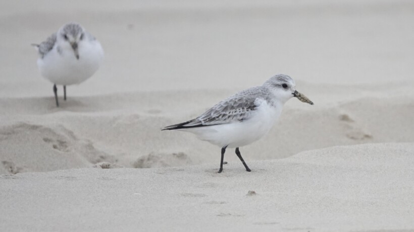 Rennende bolletjes op het strand