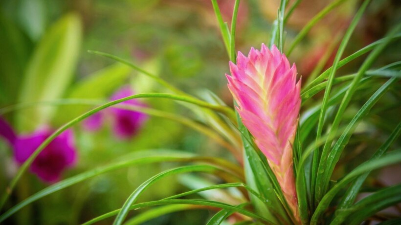 Tillandsia cyanea: alles wat je moet weten