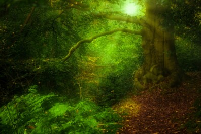 Shinrin-yoku: het bos als weldadig dompelbad