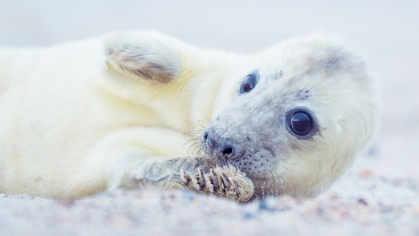 Nu te zien: grijze zeehonden en hun witte pups