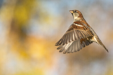 Huismus: ken je deze 5 weetjes al?