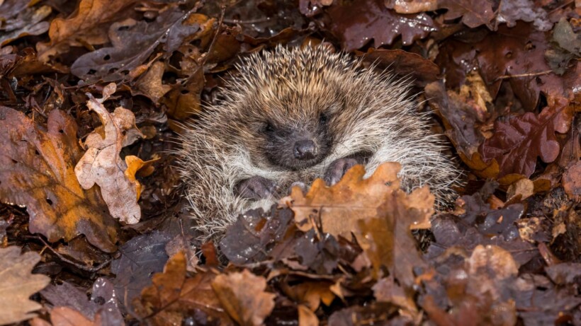 Winterslaap of winterrust bij dieren, zo zit dat