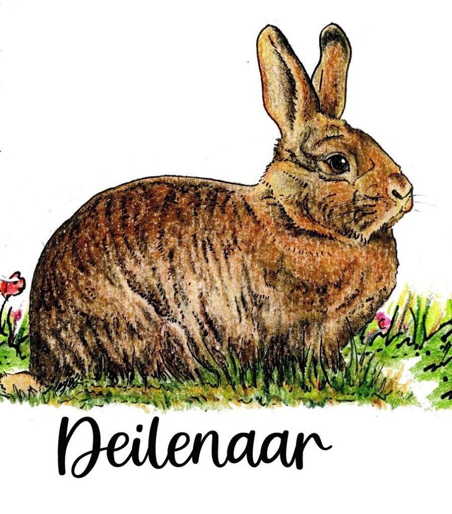 Bijzondere Nederlandse konijnenrassen - Landleven