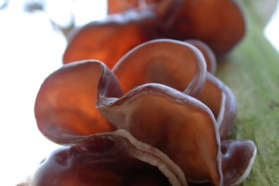 Nu te vinden: echt judasoor