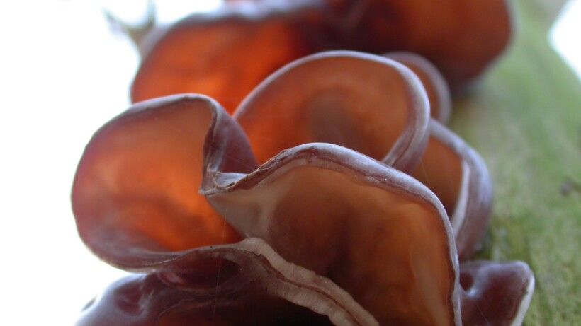 Nu te vinden: echt judasoor