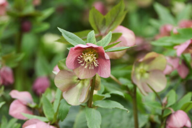 Winterbloeiers: 6x de beste voor in je tuin