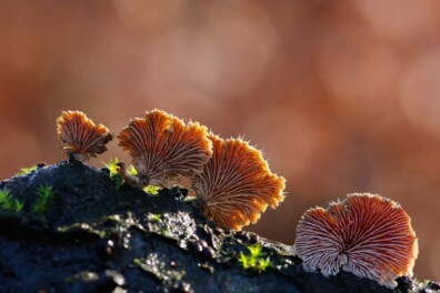 Focus stacking, zo krijg je meer scherpte in je foto’s