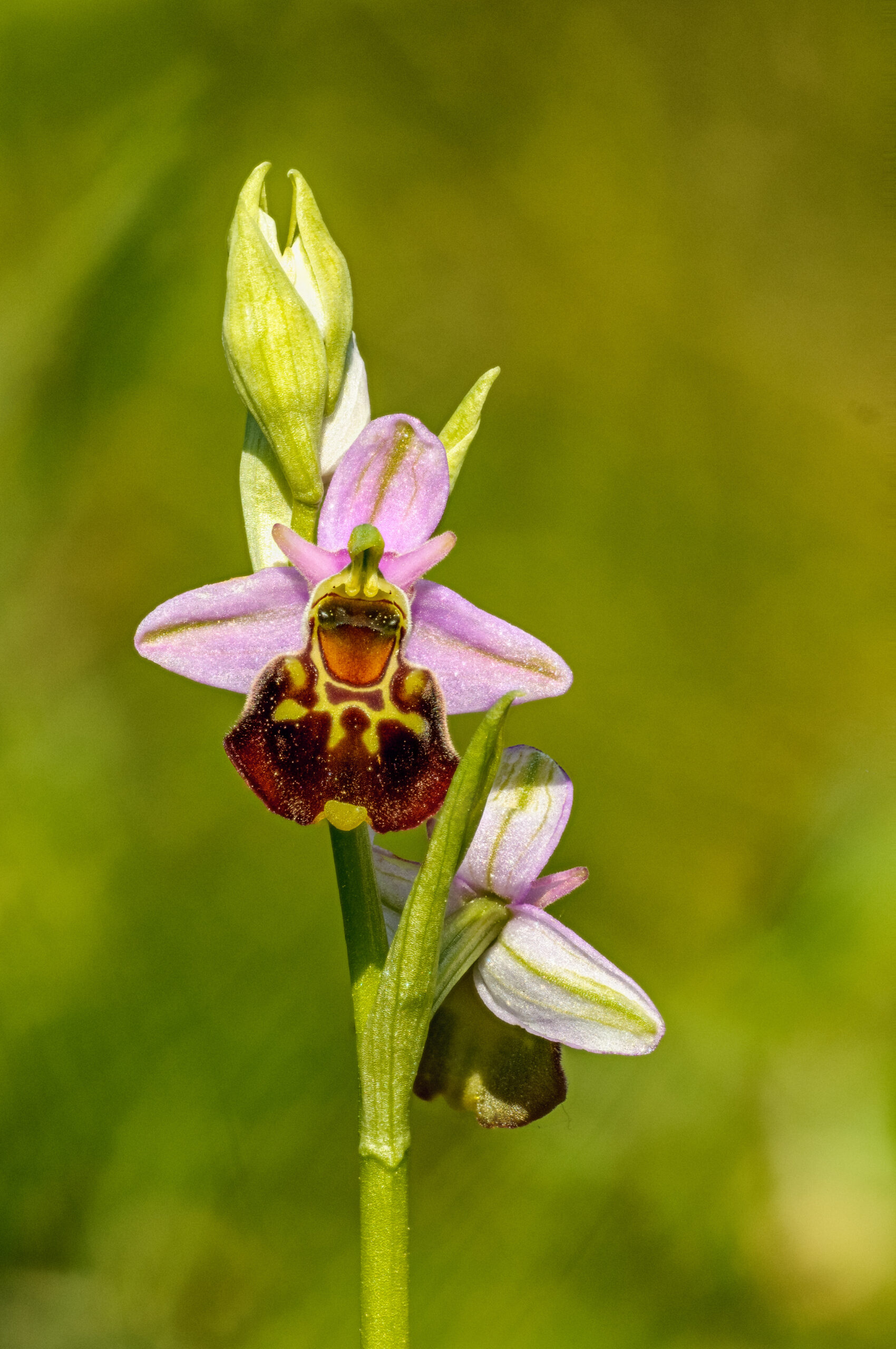 focus stacking bijenorchis