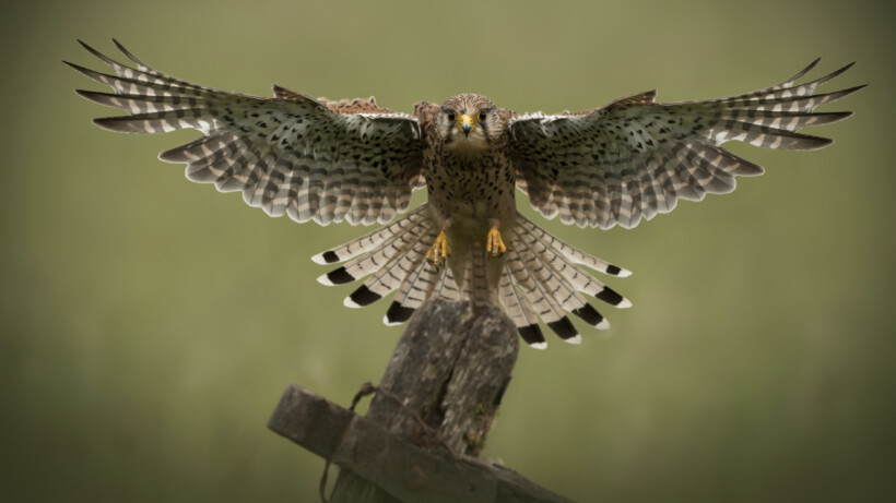 2025 uitgeroepen tot Jaar van de torenvalk