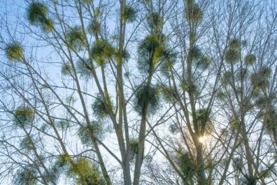 Maretak: een parasiet om te zoenen