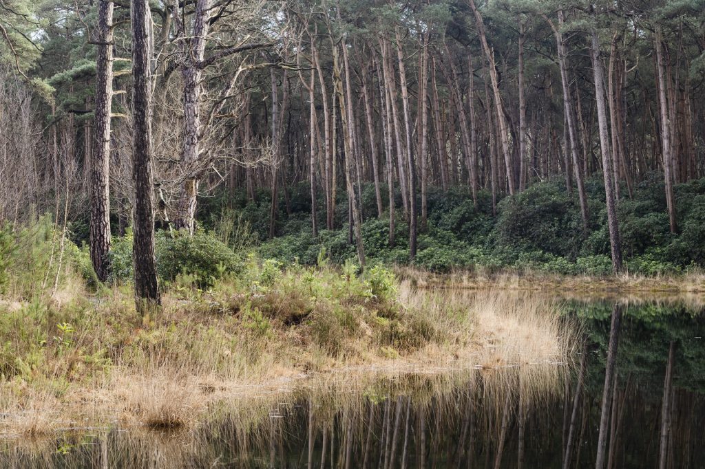 Bos en water op Strijbeekse Heide
