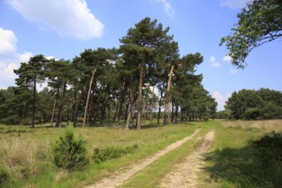 Het Roots Natuurpad in 8 vragen