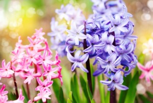 paarse en roze hyacint in bloei