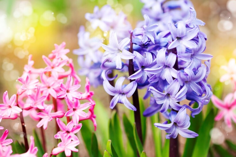 Hyacint: alles over de geurende voorjaarsbloeier