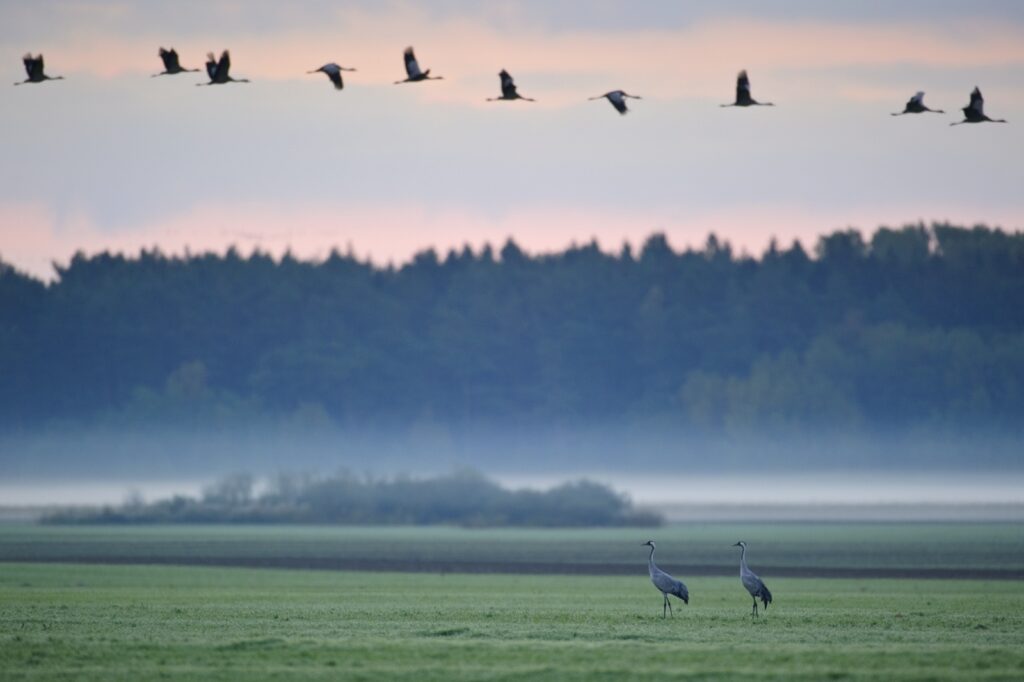 kraanvogels op trek