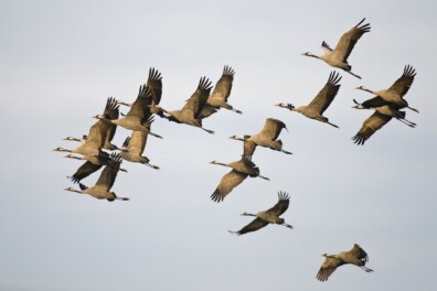 Duizenden kraanvogels onderweg!