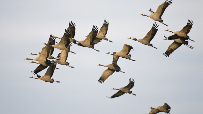Duizenden kraanvogels onderweg!