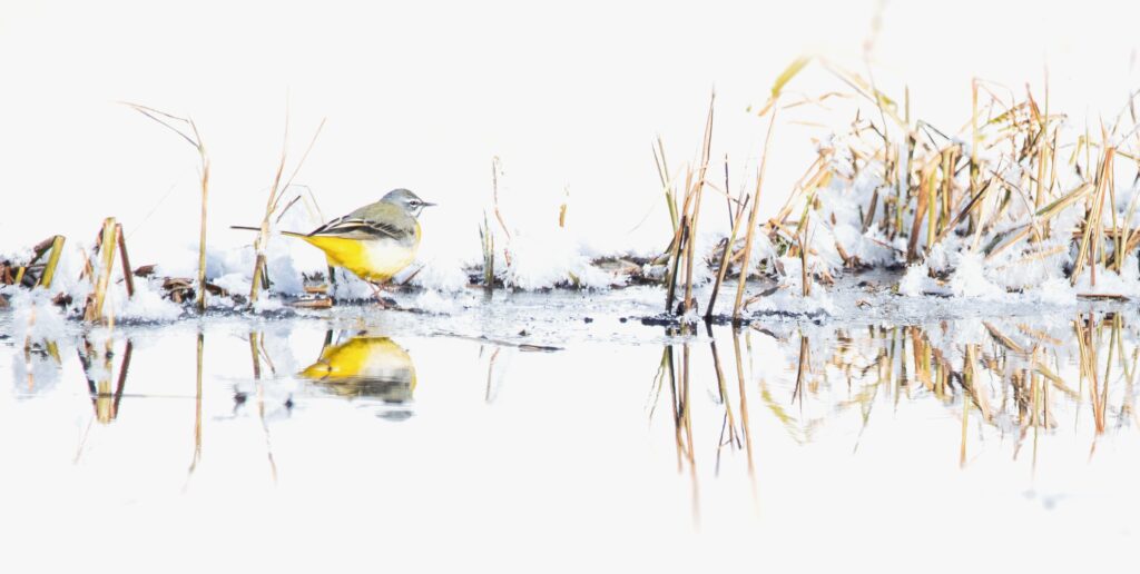 kwikstaart spiegeling