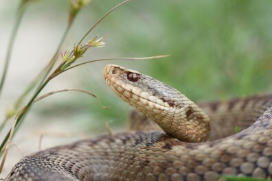 De unieke adders van De Meinweg
