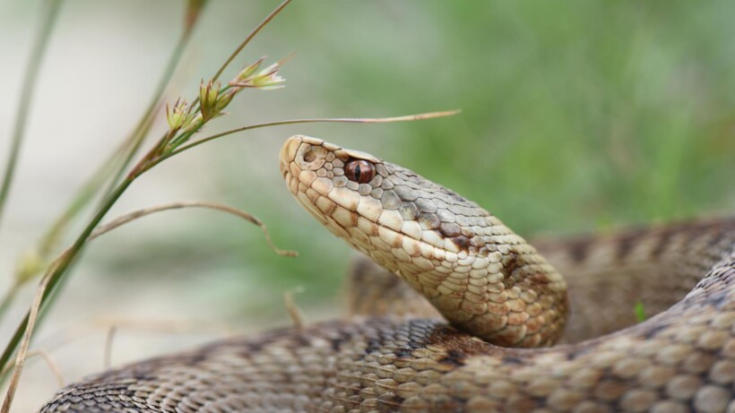 De unieke adders van De Meinweg