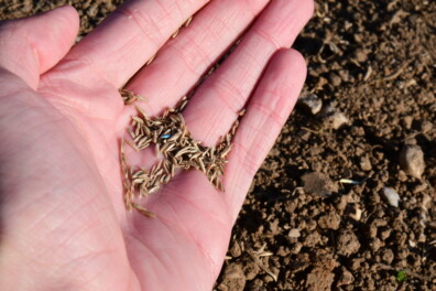 Wanneer gras zaaien? Tips voor een groen gazon
