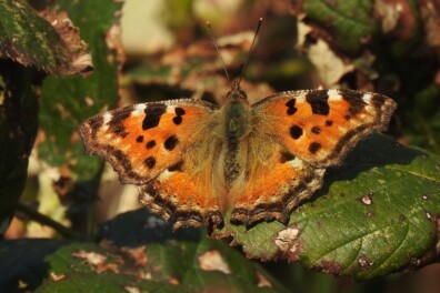 Zeldzame grote vos neemt toe