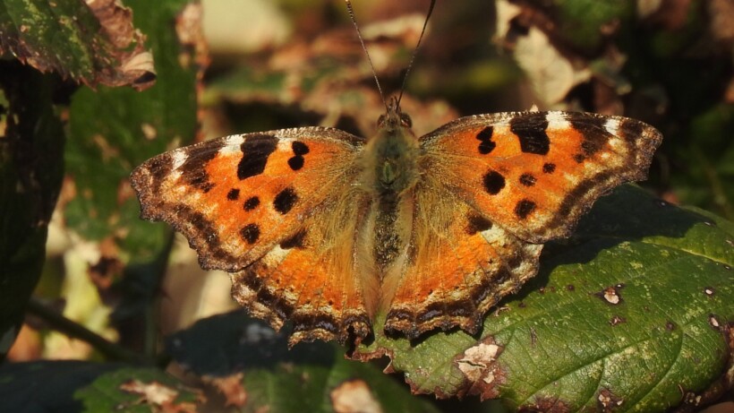 Zeldzame grote vos neemt toe