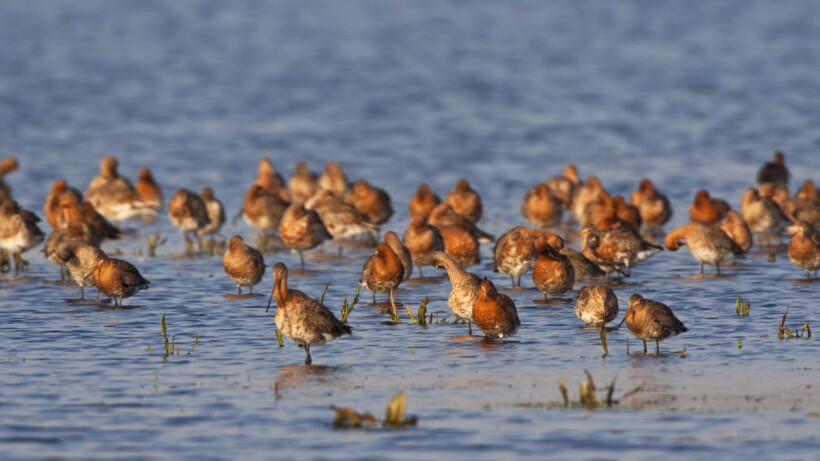 Eerste grutto’s alweer terug
