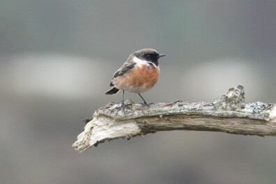Kijk uit naar de roodborsttapuit