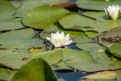 Waterlelie kopen? Handige tips voor jouw vijver