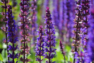 Salvia nemorosa: snoeien, standplaats en winterhardheid